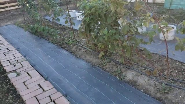 Ежевика, малина и клубника после первого заморозка. смотреть онлайн