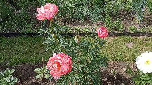 Пион Корал Чарм . Pion Corel Charm .