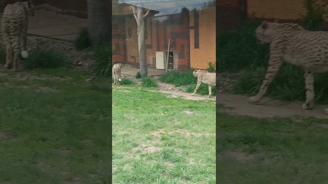 Казанский зоопарк (3 часть) смотреть онлайн