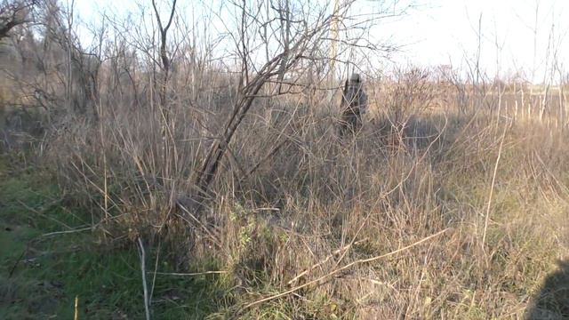 ОХОТА на фазана с курцхааром 2018-2019. смотреть онлайн