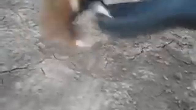 Хомяк атакует пацанов.mp4