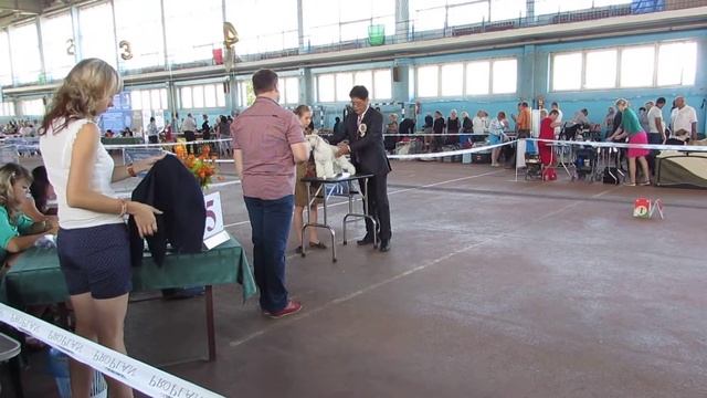 Международная выставка собак CACIB "AUGUST" - 30.08.2015. Юниор. Minsk смотреть онлайн