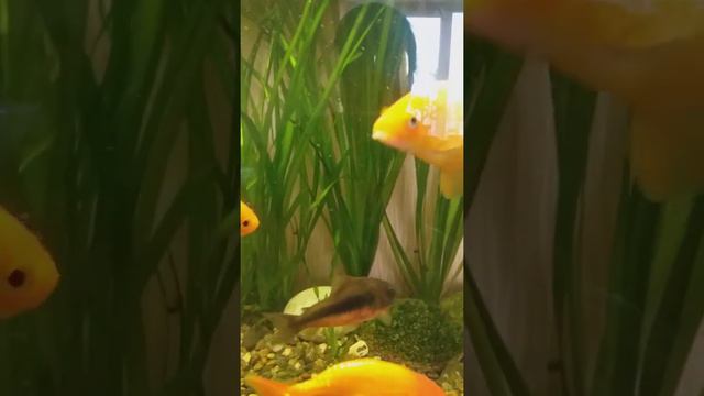 Аква блог) у меня появились золотые рыбки!🐡🐡🐡🐡🐡