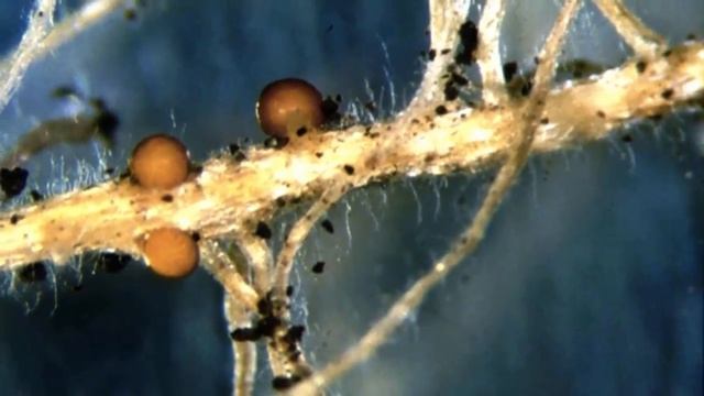 Вредители Бегонии и способы борьбы с ними. смотреть онлайн