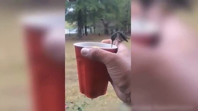 Приколы с животными Веселые совы x смотреть онлайн