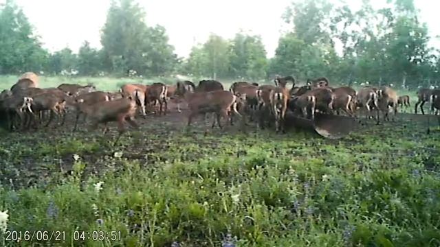 Пятнистые олени и европейские муфлоны на прикорме смотреть онлайн
