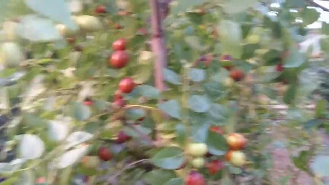 Зизифус Унаби, ультраранний