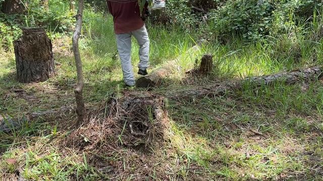 Cutting grass with string trimmer смотреть онлайн