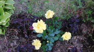 Роза - Фрезия флорибунда!!! Первое цветение!?