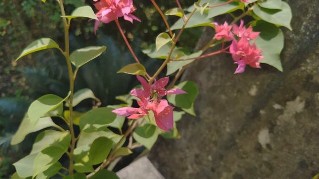 Bougainvillea bonsai смотреть онлайн