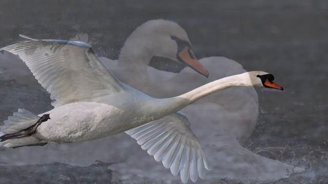 ЛЕБЕДИНАЯ ВЕРНОСТЬ - ВЛАДИМИР ЗАХАРОВ смотреть онлайн