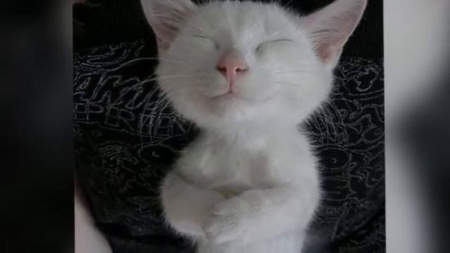 #3 КОТ | CAT | FUNNY смотреть онлайн