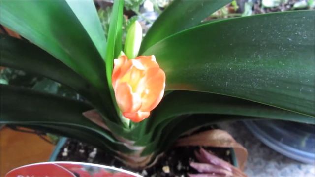 CLIVIA MINIATA UPDATE смотреть онлайн