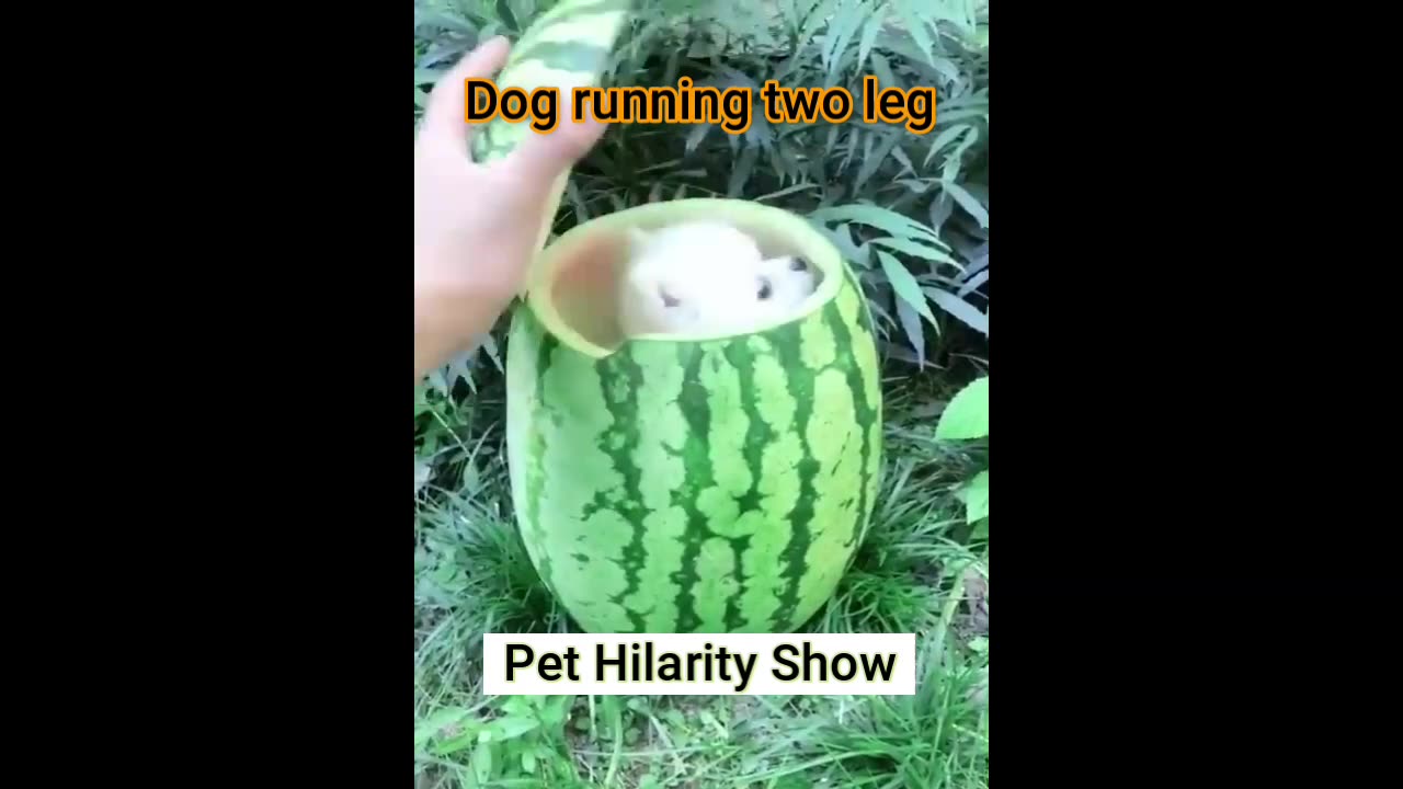 Fun-with-the-non-stop-funniest-cat-and-dog-video-funny-animal-video-part-13-shorts-short-viral