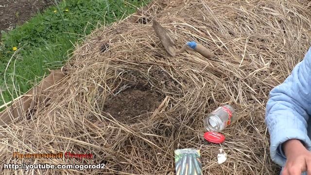 Огромный урожай кабачков без прополки и перекопки! смотреть онлайн