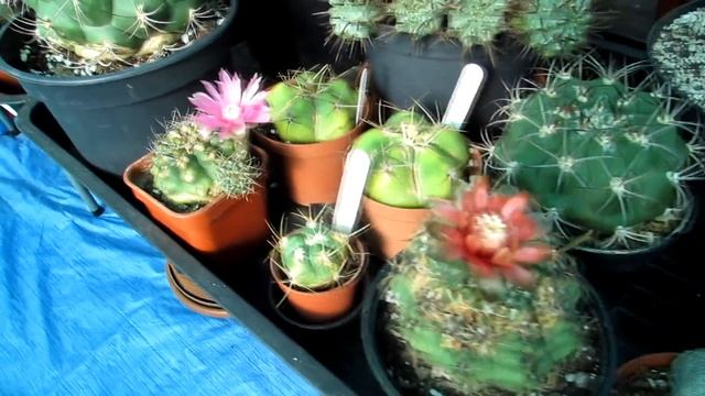 My two Gymnocalycium baldianum Cactus Plants in pink and red flower смотреть онлайн