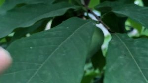 Азимина завязи, урожай, итоги эксперимента