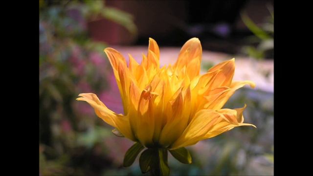 Dahlia Timelapse смотреть онлайн