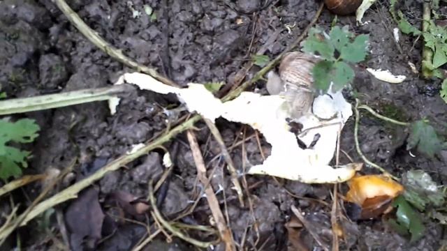 Утро после вечернего кормления улиток) смотреть онлайн