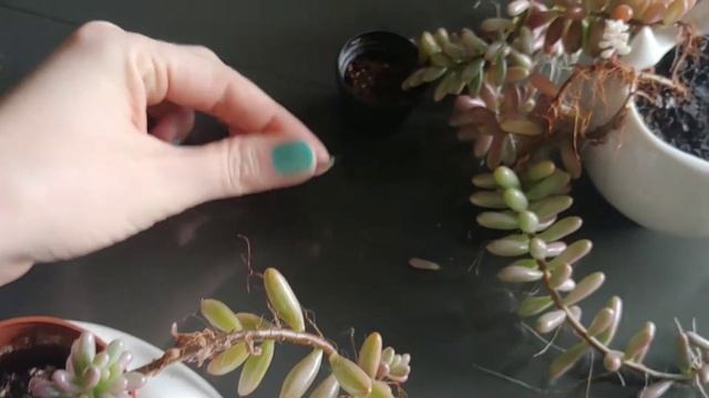 SEDUM RUBROTINCTUM CARE TIPS. How To Grow Jelly Bean Sedum Indoors.