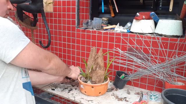 Cultivo com prosa. Brassavola tuberculata x Cattleya dowiana смотреть онлайн