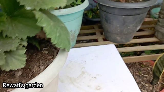 👉 Pelargonium Plants/care In Nepali/geranium Plant 👈 || 👌❤️🤩@Rewati'sgarden