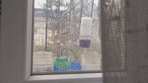 Щегол: самка или самец 2