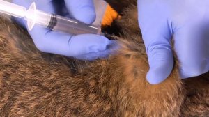 ВАКЦИНАЦИЯ КРОЛИКОВ (часть 3) \\ Как правильно делать прививки кроликам самостоятельно. Мастер-клас