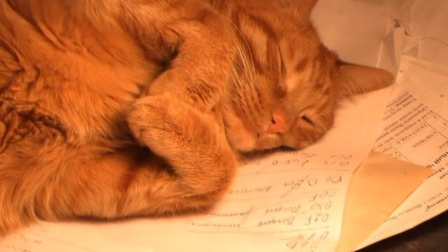 Спящий кот Мартюшок смотреть онлайн