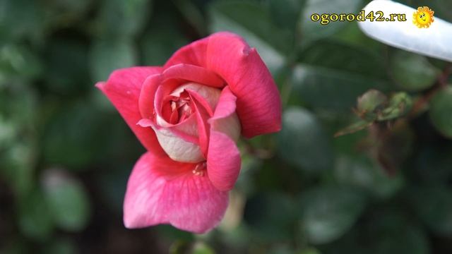 Какие условия нужны, чтобы розу выращивать на газоне смотреть онлайн