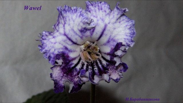 Стрептокарпус Wawel смотреть онлайн