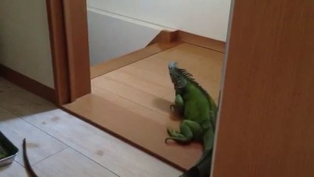 Зеленая игуана. Green Iguana смотреть онлайн