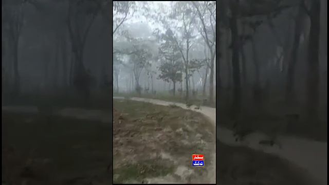 #India Fogy Weather #pukartalagang #weather смотреть онлайн