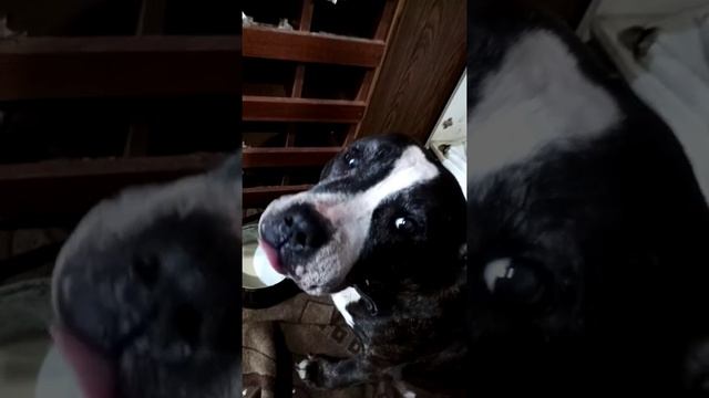 собака пьет молоко смотреть онлайн