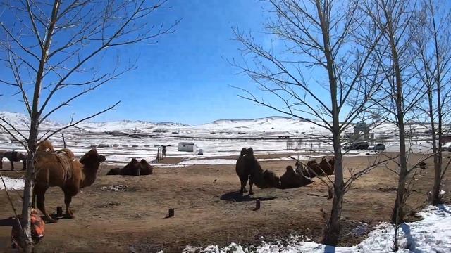Монголия 3 часть. Улан-Батор, статуя Чингисхана смотреть онлайн