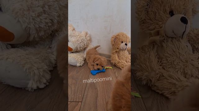 www.maltipoomini.ru плюшевые и забавные мальтипу- девочки мини -продаются. 😘🤩👌 смотреть онлайн