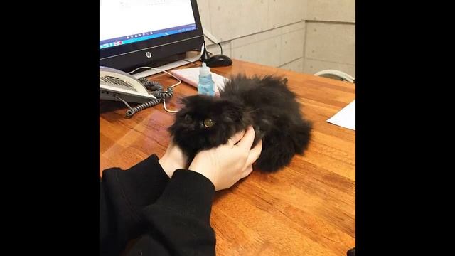 Кот Гимо, черный пушистый который всегда в шоке #shockingnews смотреть онлайн