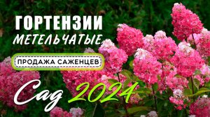 Гортензии метельчатые 2024. Продажа саженцев