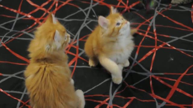 Котята мейн-кун смотреть онлайн