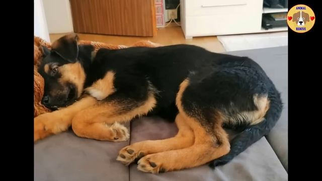 Trembling Puppies Coddled Together, Longing For Help Under The Cold Snow