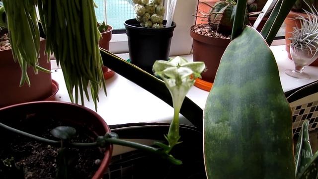 Ceropegia sandersonii - The Parachute Plant in beautiful Flower смотреть онлайн