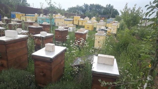 Сколько раз за сезон нужно заглядывать в улей. Наши методы на нашем точке. смотреть онлайн