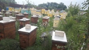 Сколько раз за сезон нужно заглядывать в улей. Наши методы на нашем точке.