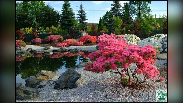 РОДОДЕНДРОНЫ в Дизайне САДА смотреть онлайн