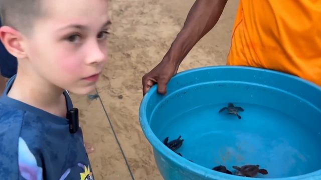 Черепашата Зелёной морской черепахи (Шри-Ланка) ❤️