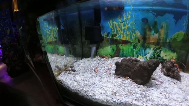 Океанариум Пхукета, пугает дайвинг - вперёд в океанариум! Phuket Aquarium смотреть онлайн