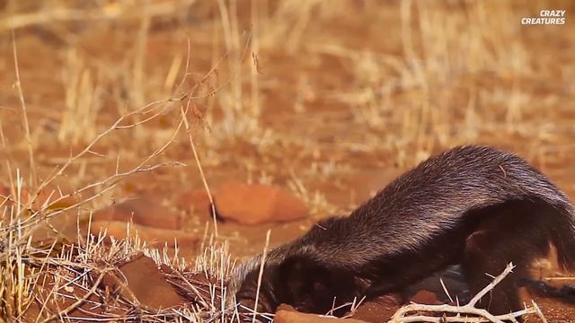 Honey Badgers Don't Care смотреть онлайн
