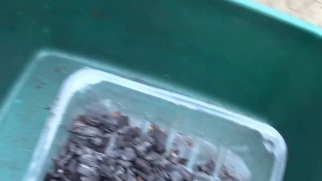 КОРНЕВАЯ СИСТЕМА ОКСИПЕТАЛУМА ГОТОВА К ПОСАДКЕ.. смотреть онлайн