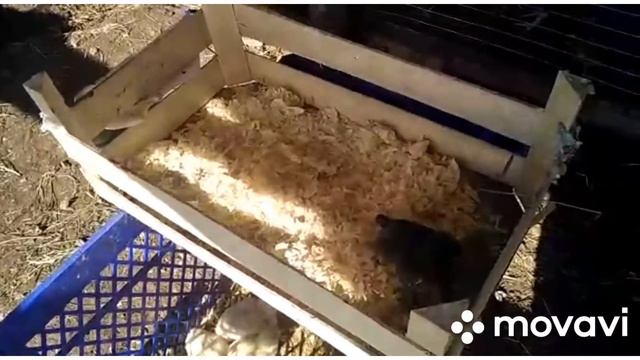 Разоблачение секрета кругов на полях😂, и наши цыпочки смотреть онлайн