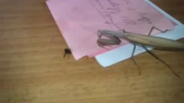 Богомол офисный VS Муха дрозофила смотреть онлайн